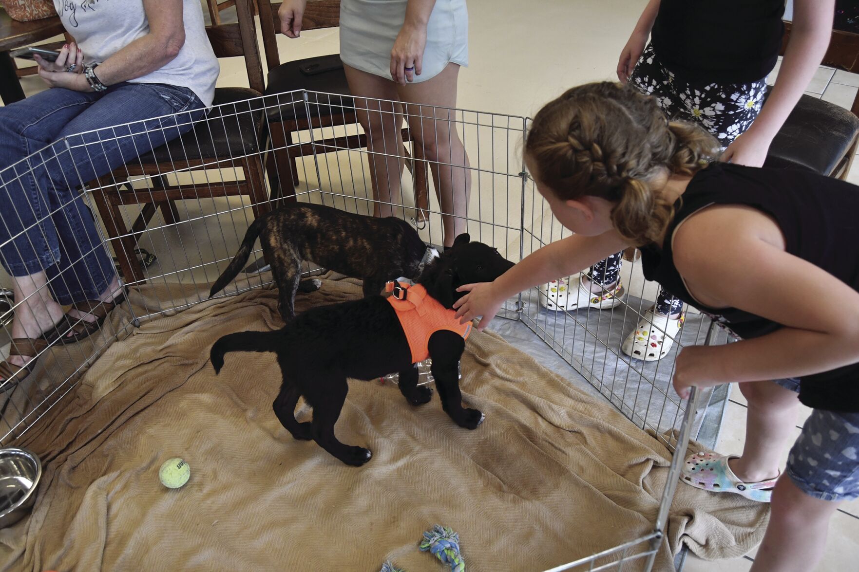 Maddy and puppies.jpg